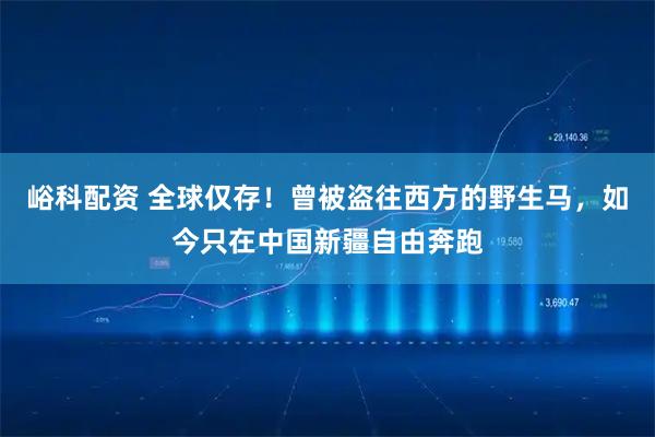 峪科配资 全球仅存！曾被盗往西方的野生马，如今只在中国新疆自由奔跑